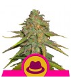 Og Kush  5 u. fem. Royal Queen