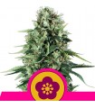 Power Flower fem. Royal Queen