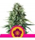 Power Flower  3 u. fem. Royal Queen