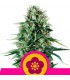 Power Flower  5 u. fem. Royal Queen