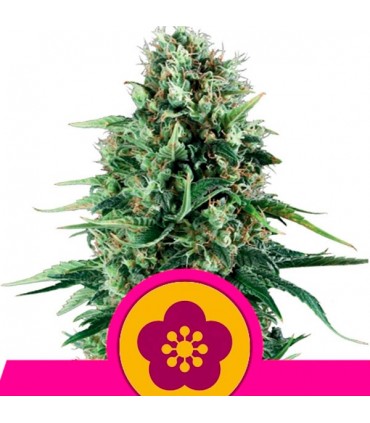 Power Flower  5 u. fem. Royal Queen