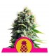 Pineapple Kush 10 u. fem. Royal Queen