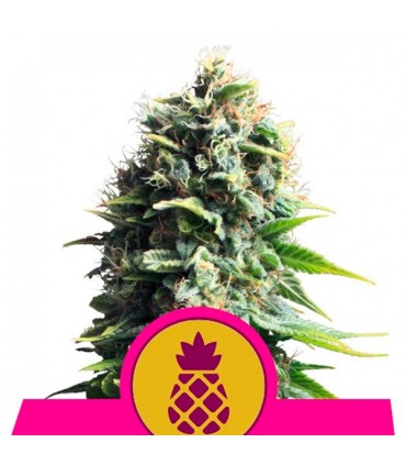 Pineapple Kush 10 u. fem. Royal Queen