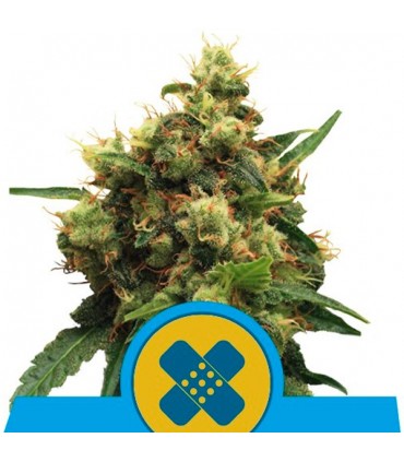 Painkiller XL 10 u. fem. Royal Queen