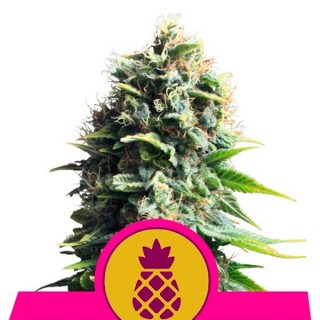 Pineapple Kush fem. Royal Queen