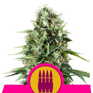 Royal Ak fem. Royal Queen