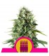 Royal Ak  5 u. fem. Royal Queen