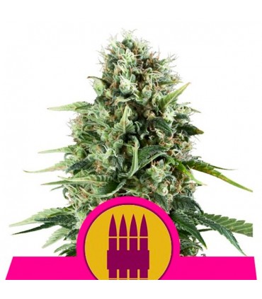 Royal Ak  5 u. fem. Royal Queen
