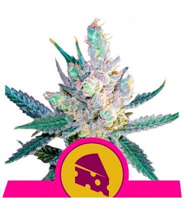 Royal Cheese-Fast 10 u. fem. Royal Queen