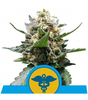 Royal Medic 10 u.  fem. Royal Queen