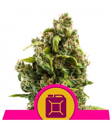 Sour Diesel  3 u. fem. Royal Queen