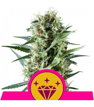 Special Kush N 1 - 5 u. fem. Royal Queen