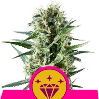 Special Kush N1 - 10 u. fem. Royal Queen