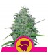 Skunk XL fem. Royal Queen