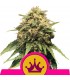 Special Queen N 1 - 3 u. fem. Royal Queen