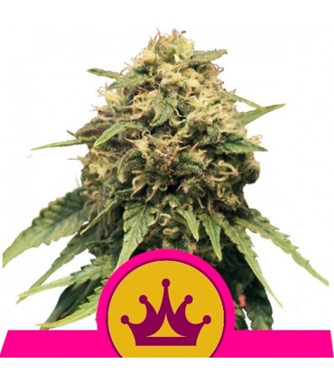 Special Queen N 1 -  3 u. fem. Royal Queen