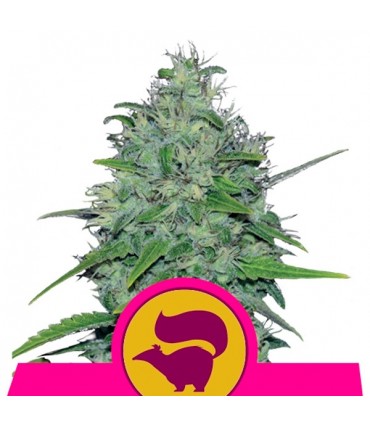 Skunk XL  3 u. fem. Royal Queen