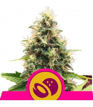 Somango XL 10 u. fem. Royal Queen