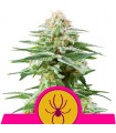 White Widow fem. Royal Queen