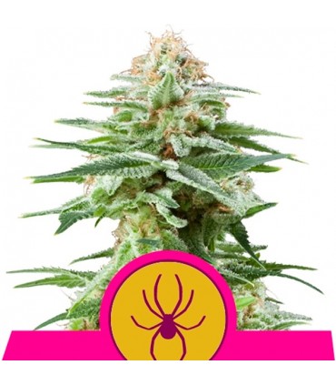 White Widow 10 u. fem. Royal Queen
