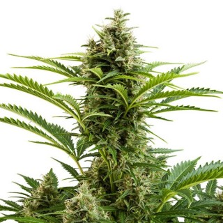 Auto Vesta fem. Buddha Seeds