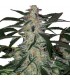 Auto Deimos 3 u. fem. Buddha Seeds
