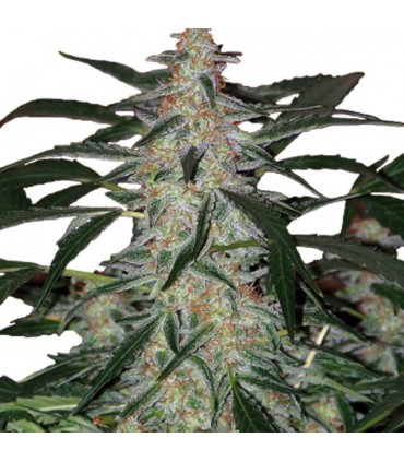 Auto Deimos 3 u. fem. Buddha Seeds