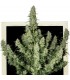 Auto Magnum 3 u. fem. Buddha Seeds