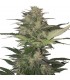 Auto Red Dwarf 3 u. fem. Buddha Seeds