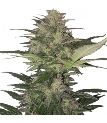 Auto Red Dwarf 3 u. fem. Buddha Seeds