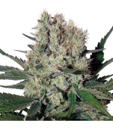 Auto Syrup 3 u.  fem. Buddha Seeds