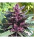 Auto Buddha Purple Kush 3 u. fem. Buddha Seeds