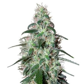 Pulsar 3 u. fem. Buddha Seeds