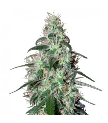 Pulsar 3 u. fem. Buddha Seeds