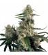 Quasar 3 u. fem. Buddha Seeds (Agotada en Origen)