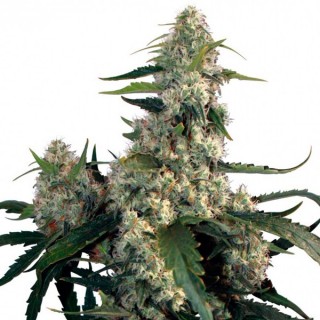 Quasar 3 u. fem. Buddha Seeds (Agotada en Origen)