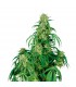 Auto Calamity Jane 3 u. fem. Buddha Seeds