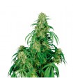 Auto Calamity Jane 3 u. fem. Buddha Seeds