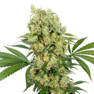 Medikit CBD fem. Buddha Seeds