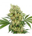 Medikit CBD fem. Buddha Seeds