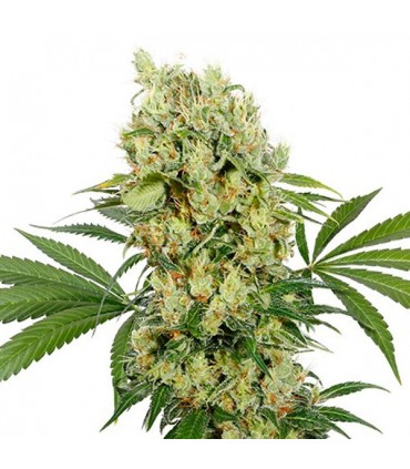 Medikit CBD  3 u. fem. Buddha Seeds