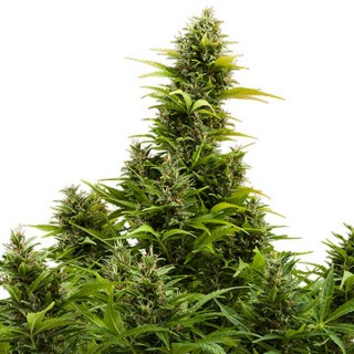 Auto Medikit CBD fem. Buddha Seeds