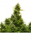 Auto Medikit CBD fem. Buddha Seeds