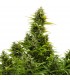 Auto Medikit CBD  3 u. fem. Buddha Seeds