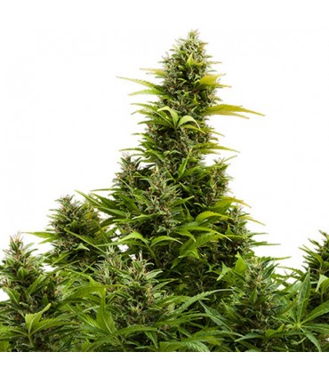 Auto Medikit CBD  3 u. fem. Buddha Seeds