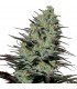 Morpheus fem. Buddha Seeds