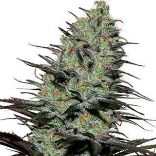 Morpheus fem. Buddha Seeds