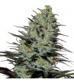 Morpheus fem. Buddha Seeds