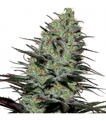 Morpheus 3 u. fem. Buddha Seeds