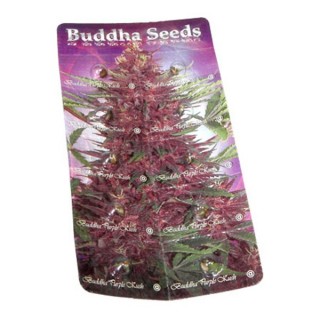 Auto Buddha Purple Kush fem. Buddha Seeds